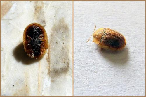 Réf. 228 465 : Hypocassida subferruginea